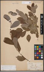 Foto von Salix cinerea L.